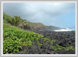 Our cove in Pahoa Our cove in Pahoa